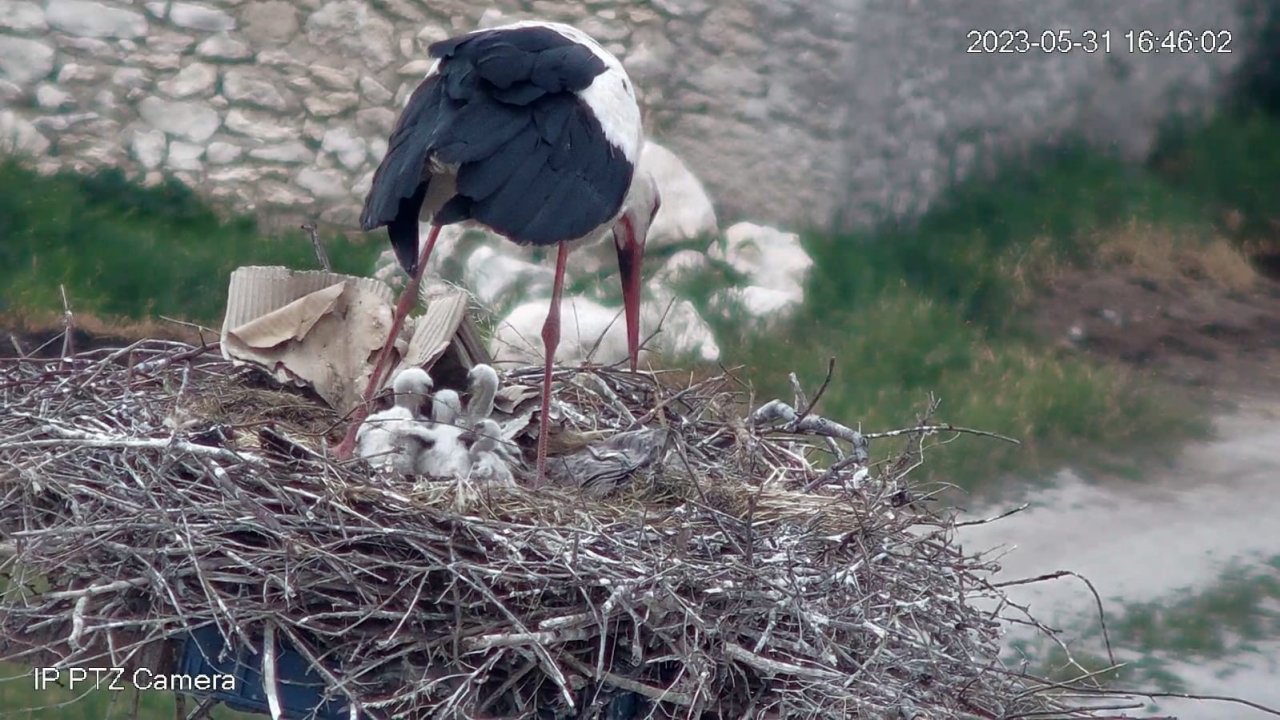 Leylekleri güvenlik kamerası ile izliyor