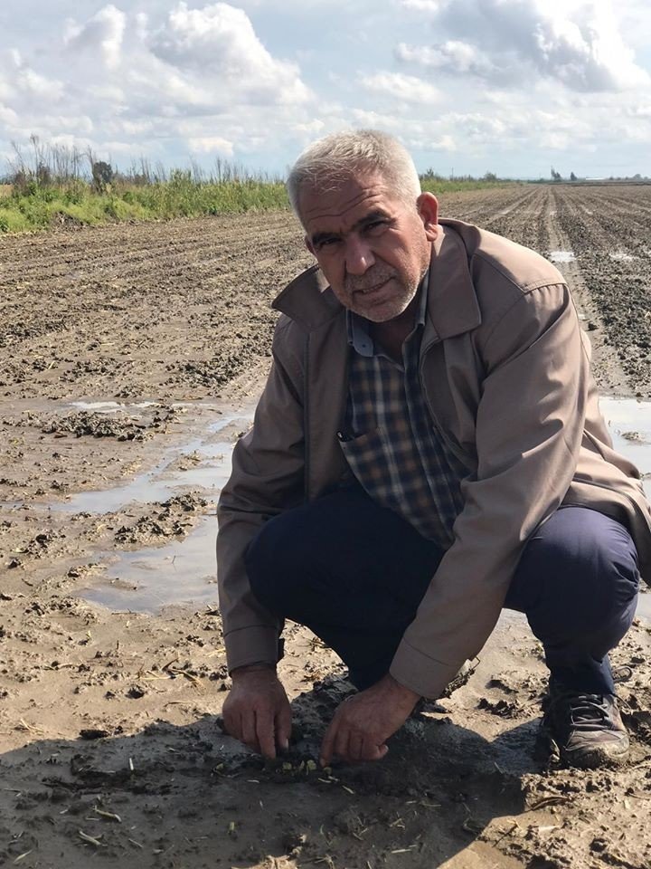 Yağışlar, Söke Ovası’nda pamuğa mantar getirdi