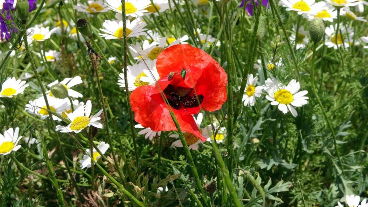 Rengarenk çiçekler doğayı canlandırdı