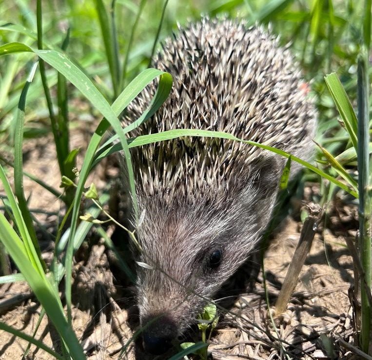 Sevimli kirpiler doğal ortamlarına kavuştu