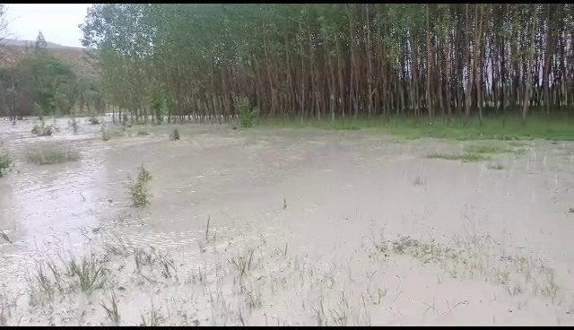 Sağanak yağış ekili arazileri sular altında bıraktı