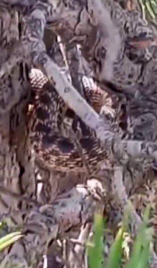 Tunceli’de sarı yılan görüntülendi