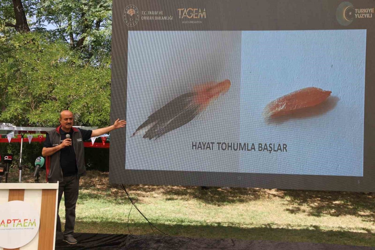 Şanlıurfa’da Türk mühendisler yerli ve milli tohum geliştirdi