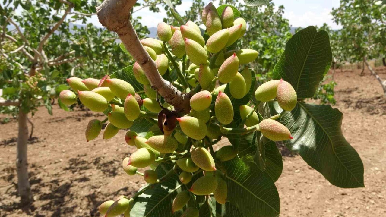 Siirt’ten ülke ekonomisine 10 milyar TL katkı