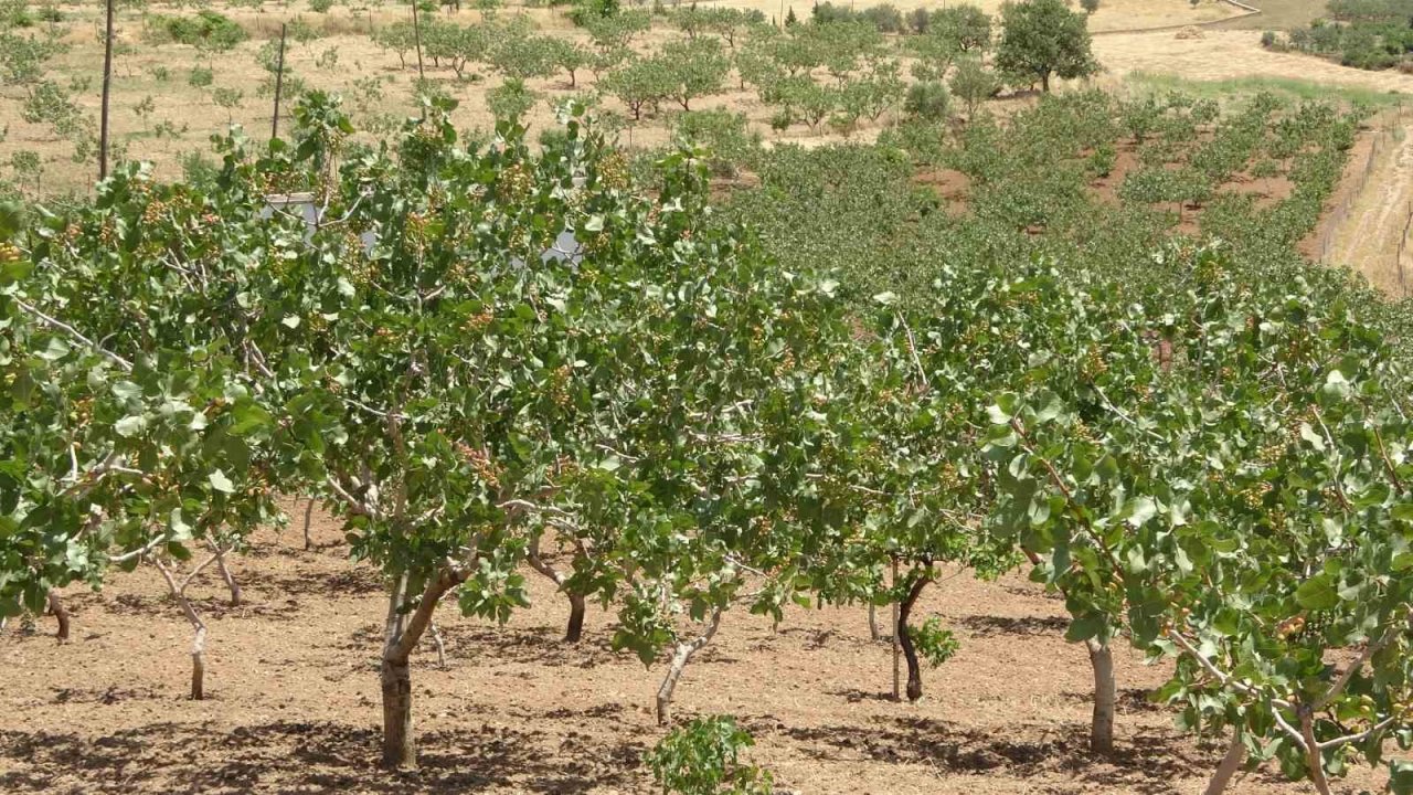Siirt’ten ülke ekonomisine 10 milyar TL katkı