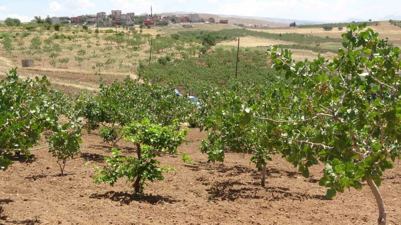 Siirt’ten ülke ekonomisine 10 milyar TL katkı