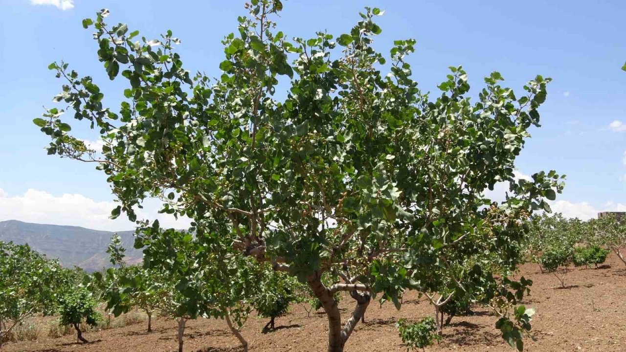 Siirt’ten ülke ekonomisine 10 milyar TL katkı