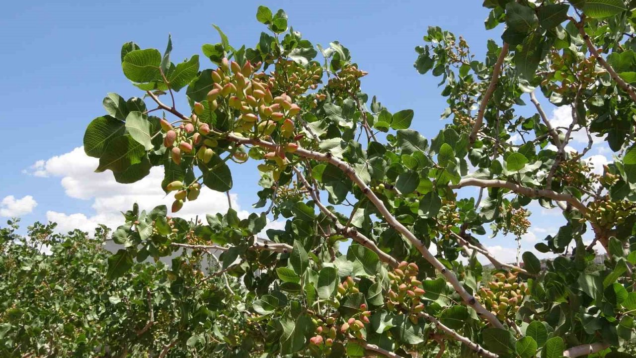 Siirt’ten ülke ekonomisine 10 milyar TL katkı