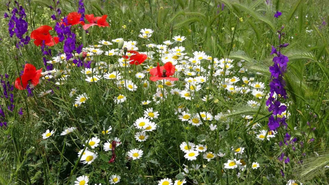 Rengarenk çiçekler doğayı canlandırdı
