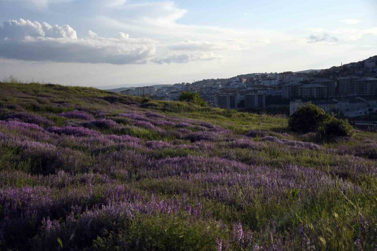 Rengarenk çiçekler doğayı canlandırdı