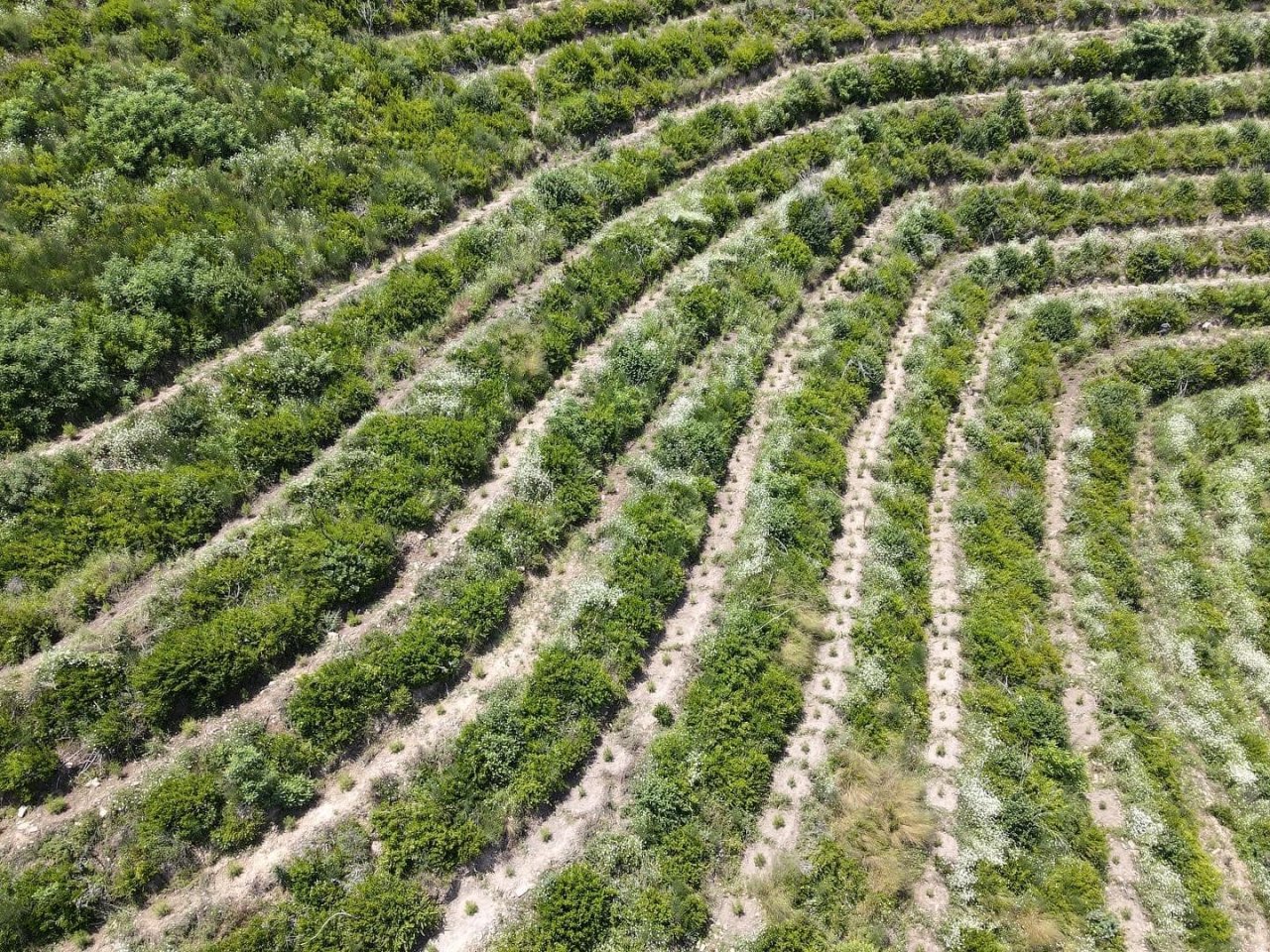 650 bin fidan toprakla buluştu, yanan ormanlar yeniden yeşeriyor