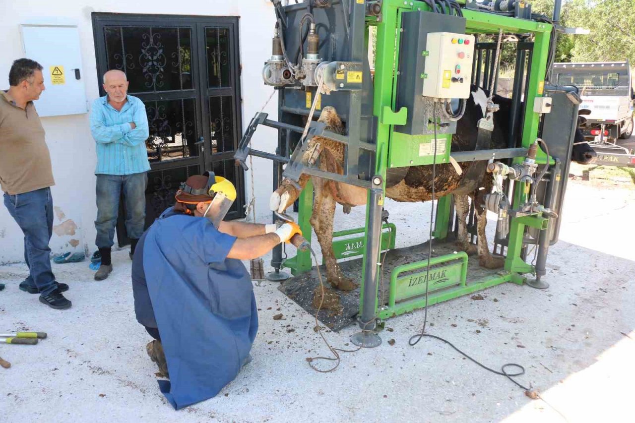 Büyükşehir’in hayvancılığa desteği sürüyor