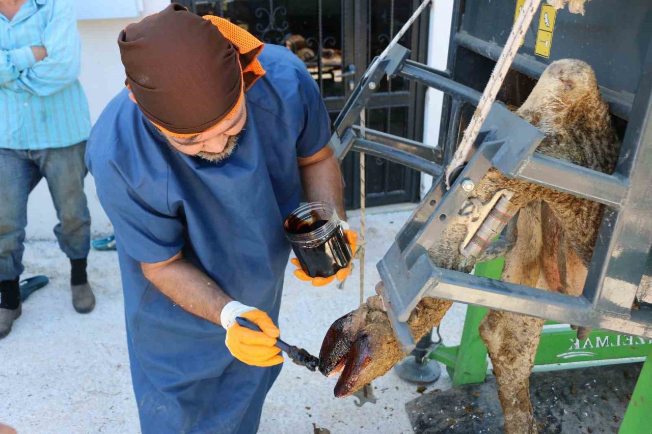 Büyükşehir’in hayvancılığa desteği sürüyor