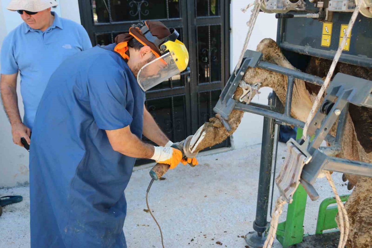 Büyükşehir’in hayvancılığa desteği sürüyor