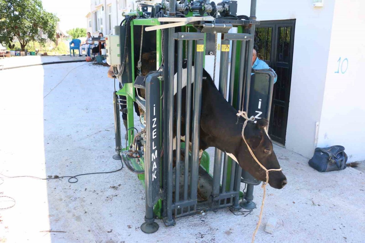 Büyükşehir’in hayvancılığa desteği sürüyor