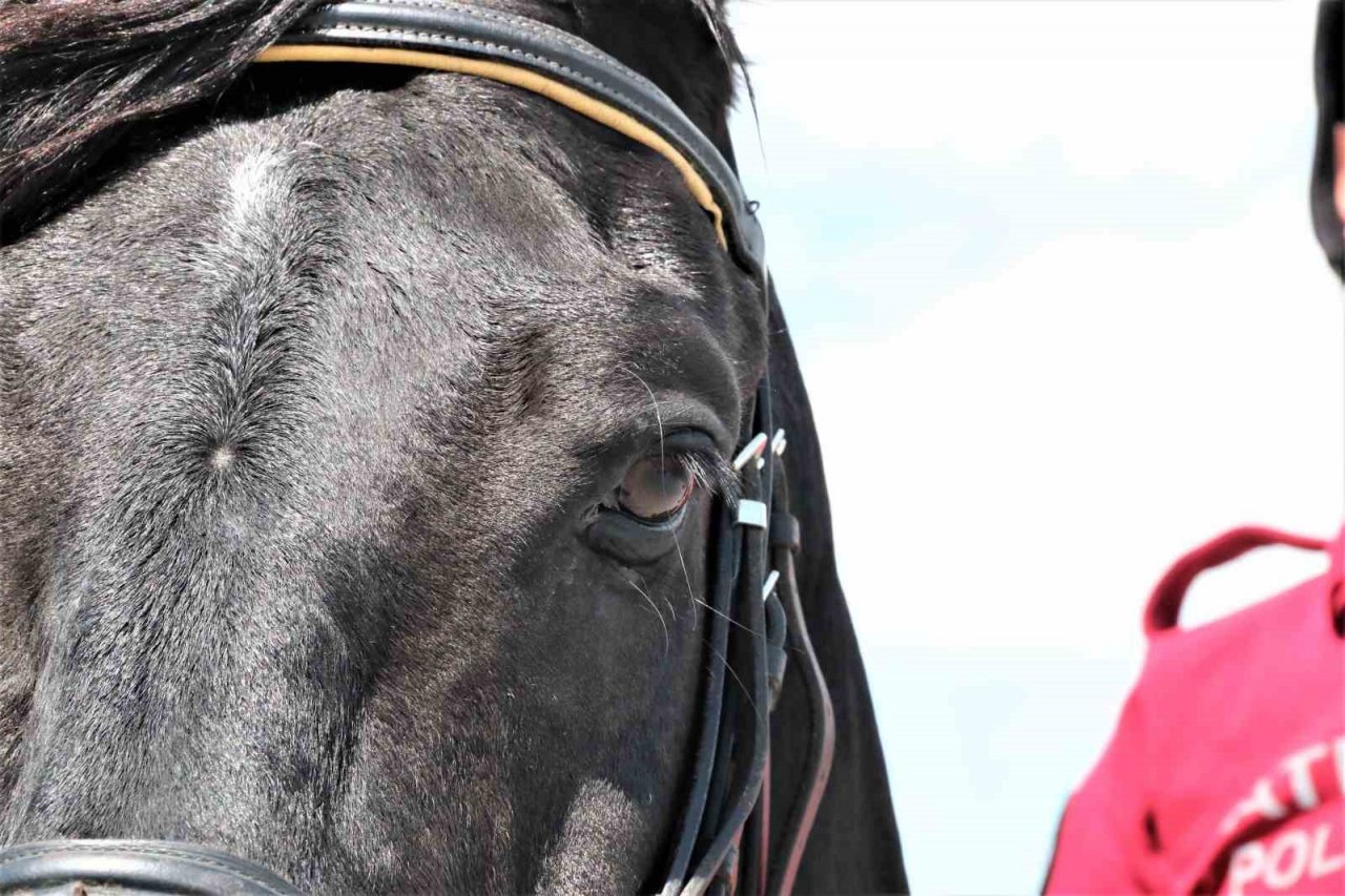 Konyaaltı sahilinin güvenliği Börü ve Winner’e emanet