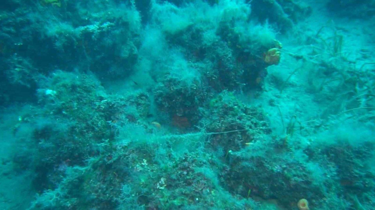 Ayvalık açıklarında doğal resiflerin üzerini kaplayan paraketa misinaları görüntülendi