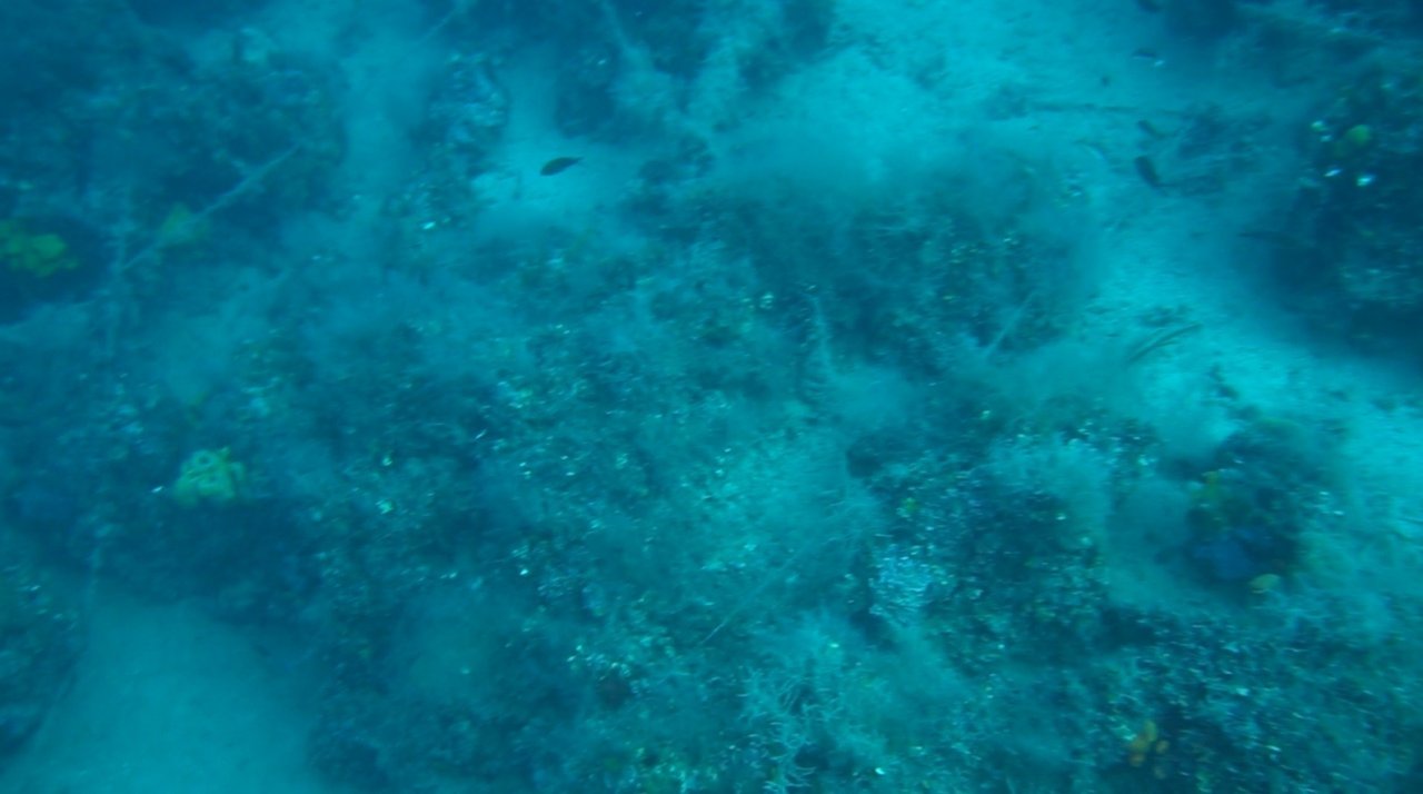 Ayvalık açıklarında doğal resiflerin üzerini kaplayan paraketa misinaları görüntülendi