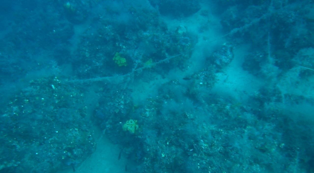 Ayvalık açıklarında doğal resiflerin üzerini kaplayan paraketa misinaları görüntülendi