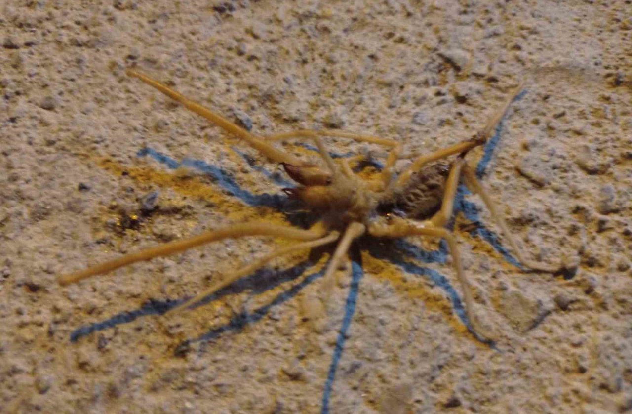 Batman’da ‘Sarıkız’ örümceği paniği