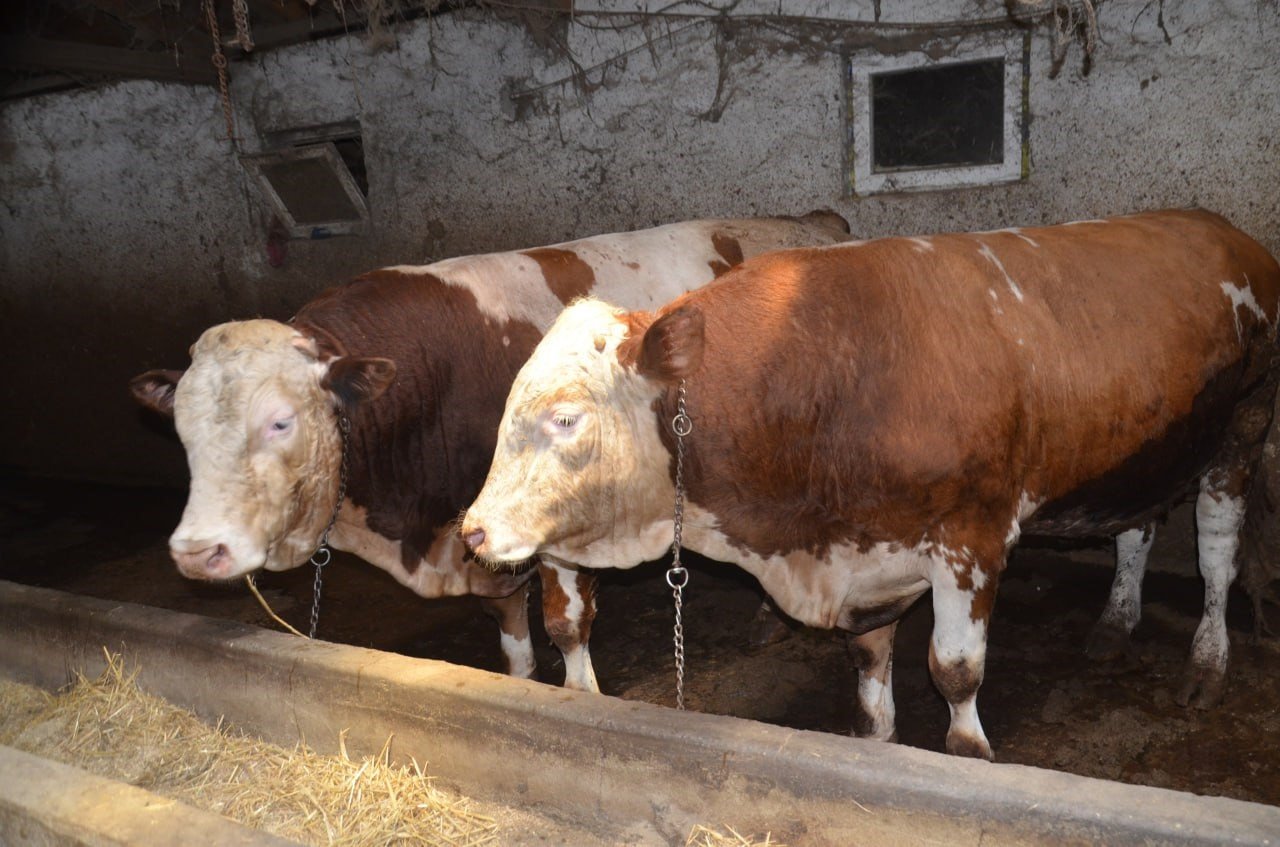 1 ton 400 kiloluk "Beyazcan" ve 1 ton 360 kiloluluk "Şahmeran" alıcılarını bekliyor