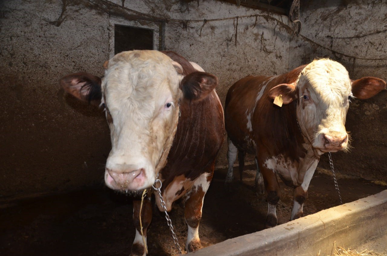 1 ton 400 kiloluk "Beyazcan" ve 1 ton 360 kiloluluk "Şahmeran" alıcılarını bekliyor