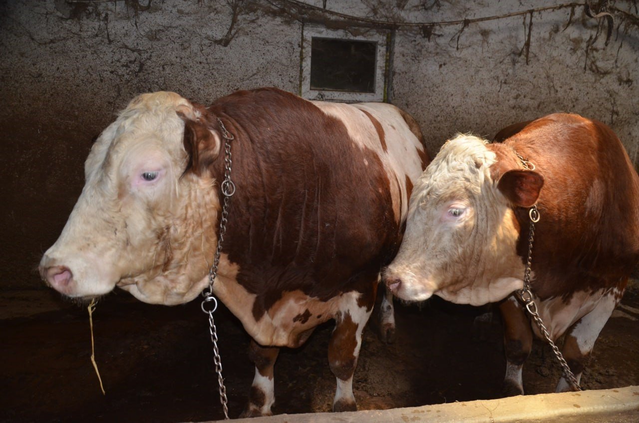 1 ton 400 kiloluk "Beyazcan" ve 1 ton 360 kiloluluk "Şahmeran" alıcılarını bekliyor