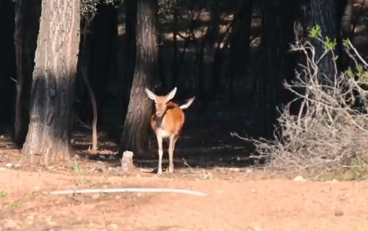 Antalya’da 2023 yılının ilk alageyik yavruları görüntülendi