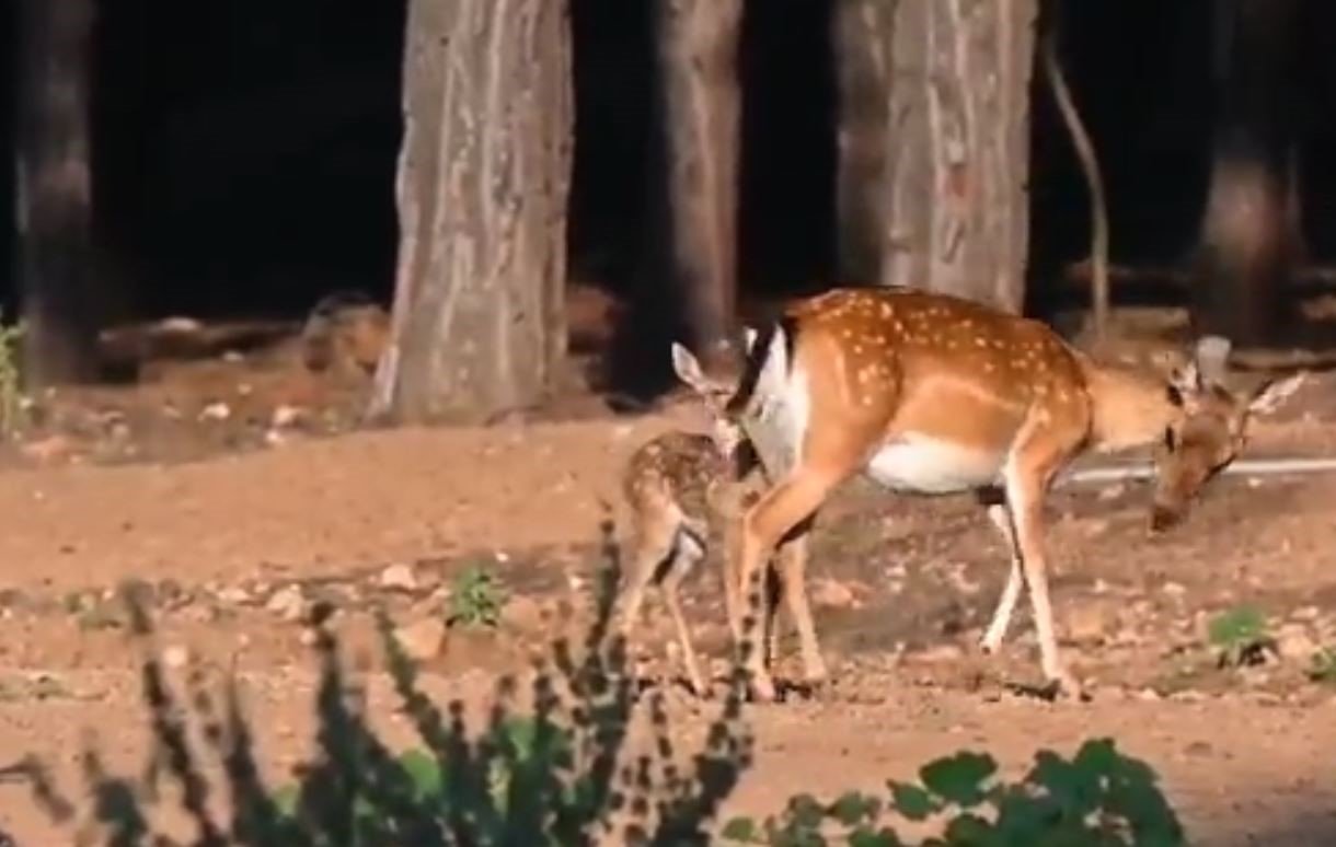 Antalya’da 2023 yılının ilk alageyik yavruları görüntülendi