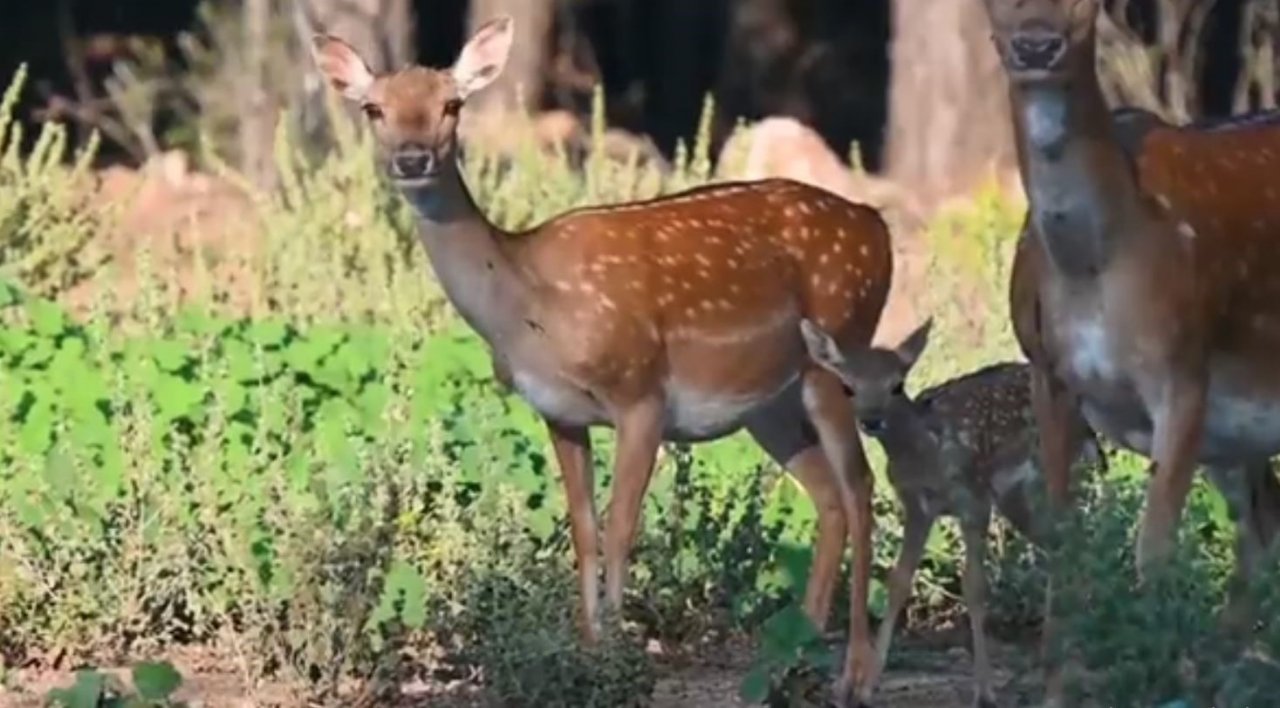 Antalya’da 2023 yılının ilk alageyik yavruları görüntülendi