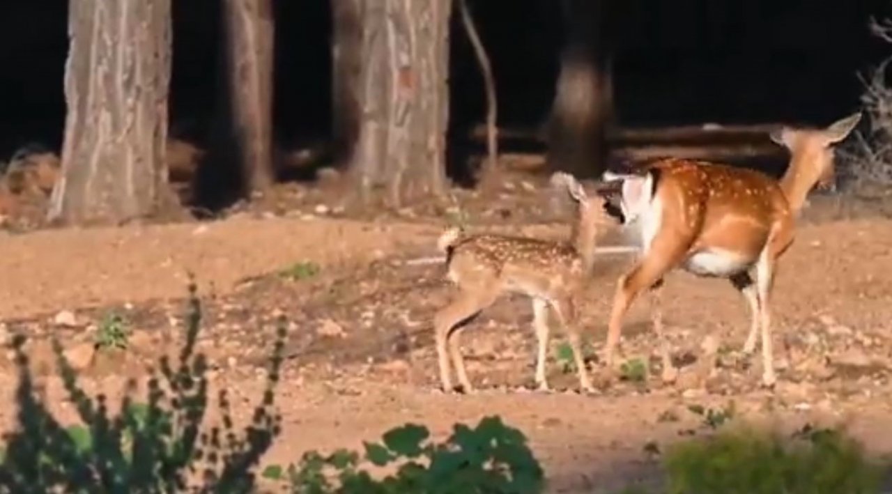 Antalya’da 2023 yılının ilk alageyik yavruları görüntülendi