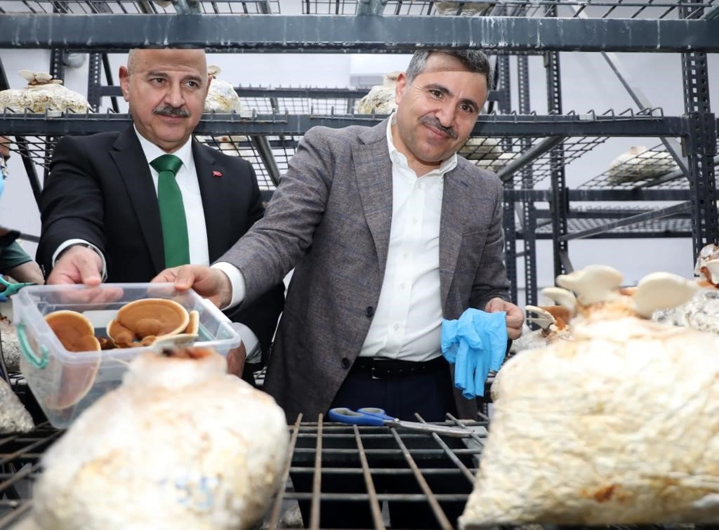 Reishi mantarının ilk hasadı yapıldı