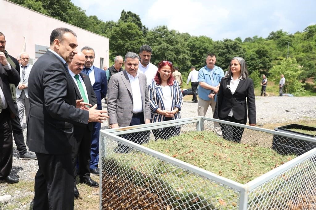 Reishi mantarının ilk hasadı yapıldı