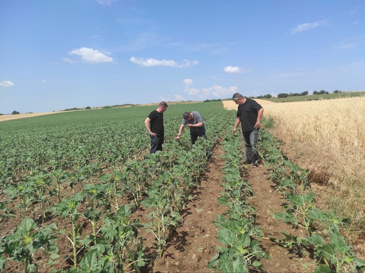 Sağanak yağış ve dolu tarım arazilerine zarar verdi