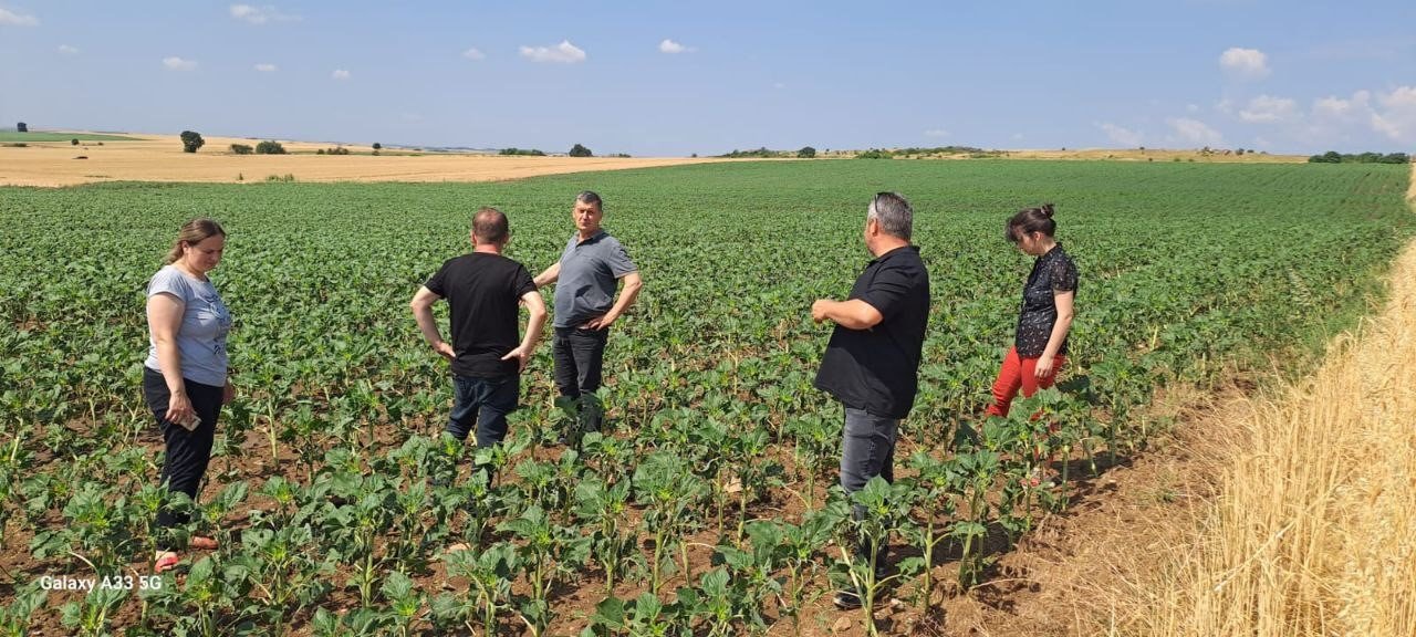 Sağanak yağış ve dolu tarım arazilerine zarar verdi