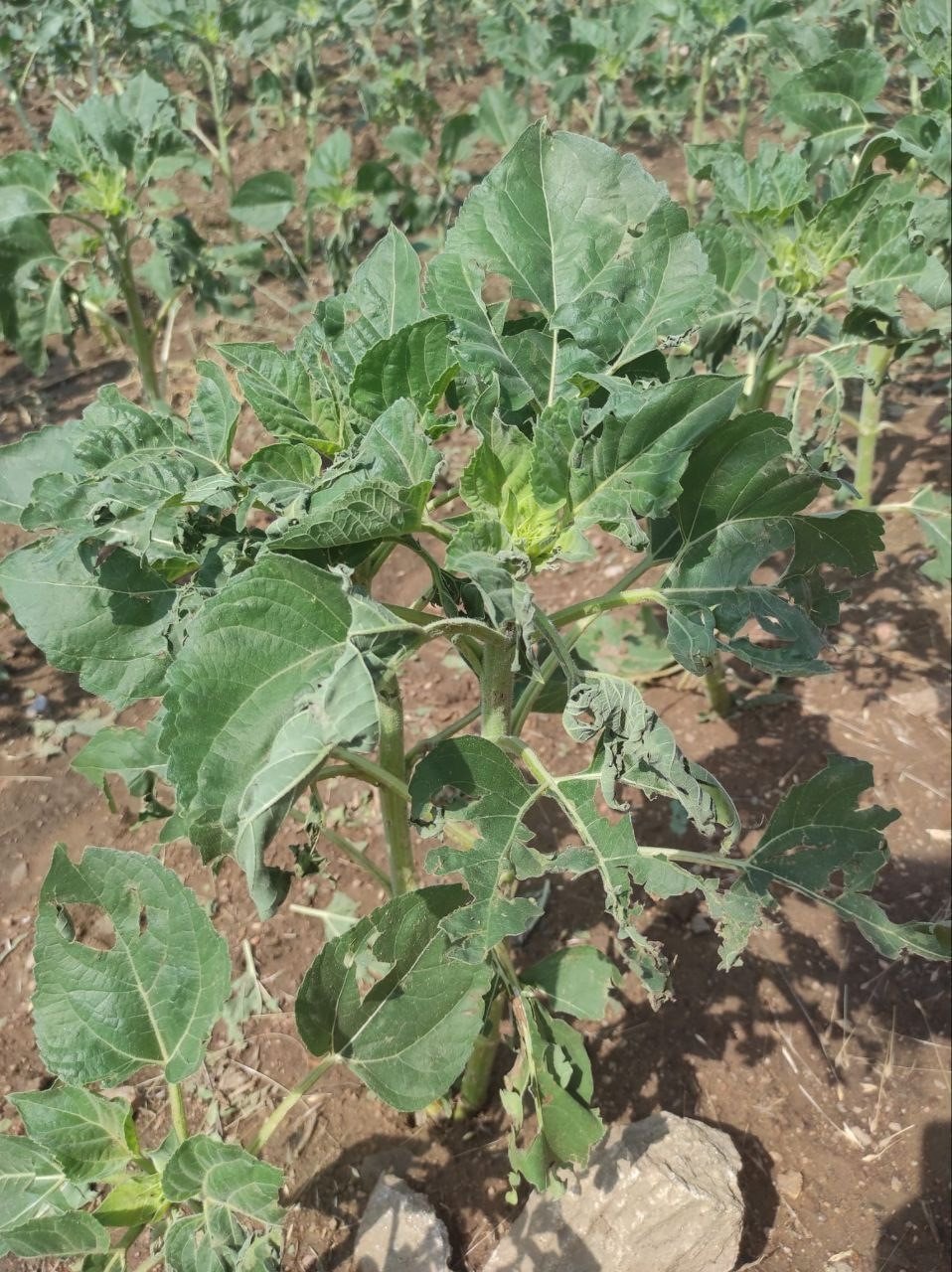 Sağanak yağış ve dolu tarım arazilerine zarar verdi