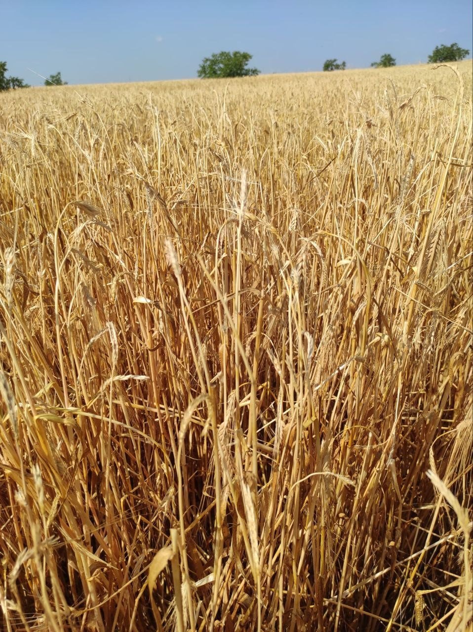Sağanak yağış ve dolu tarım arazilerine zarar verdi