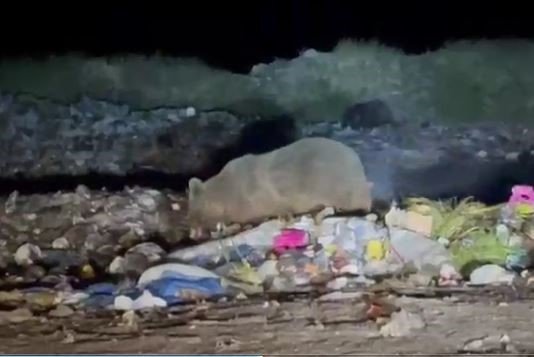 Boz ayılar yiyecek ararken böyle görüntülendi