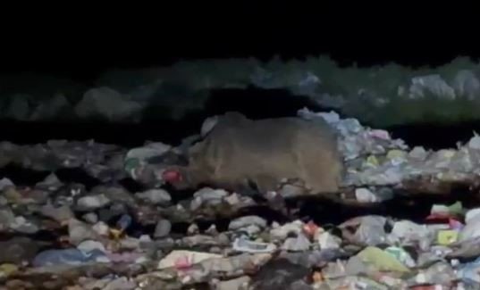 Boz ayılar yiyecek ararken böyle görüntülendi