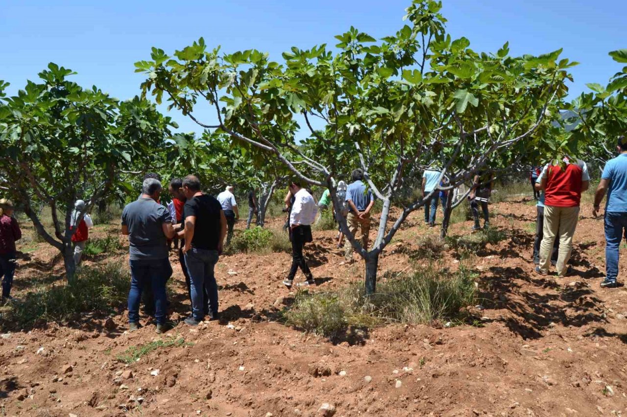 Fethiye’de incir üreticilerine uygulamalı eğitim