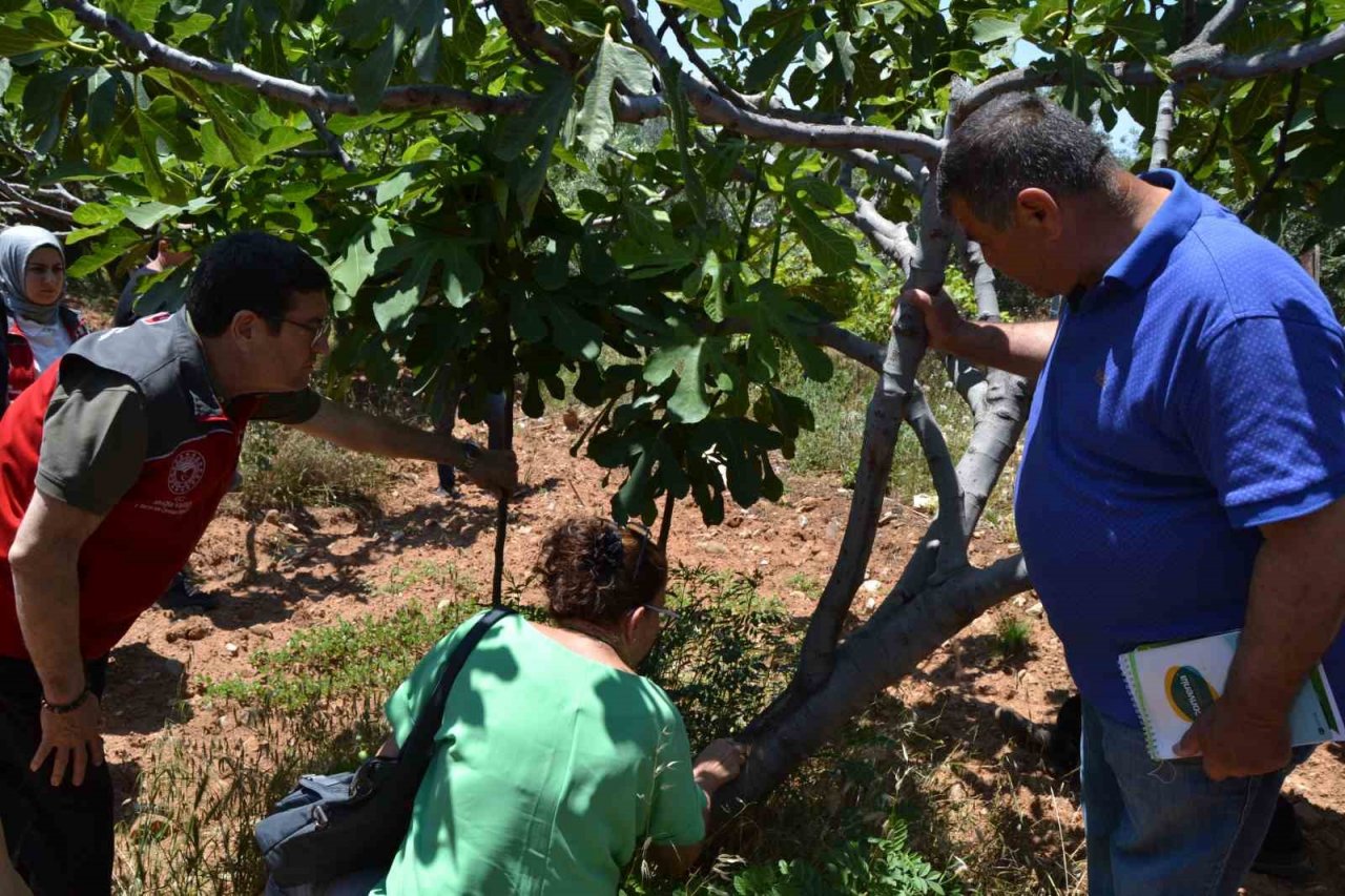 Fethiye’de incir üreticilerine uygulamalı eğitim
