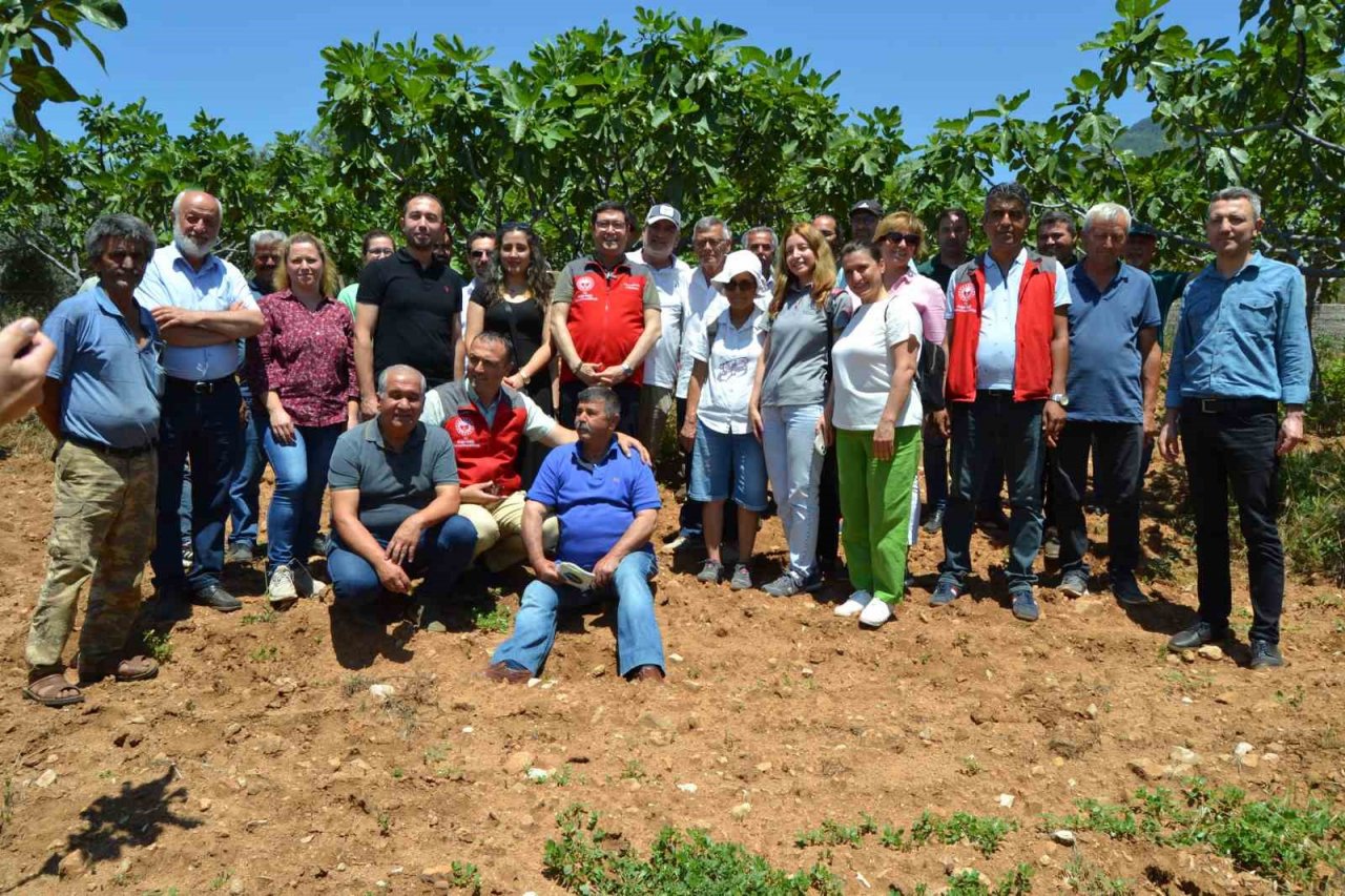 Fethiye’de incir üreticilerine uygulamalı eğitim