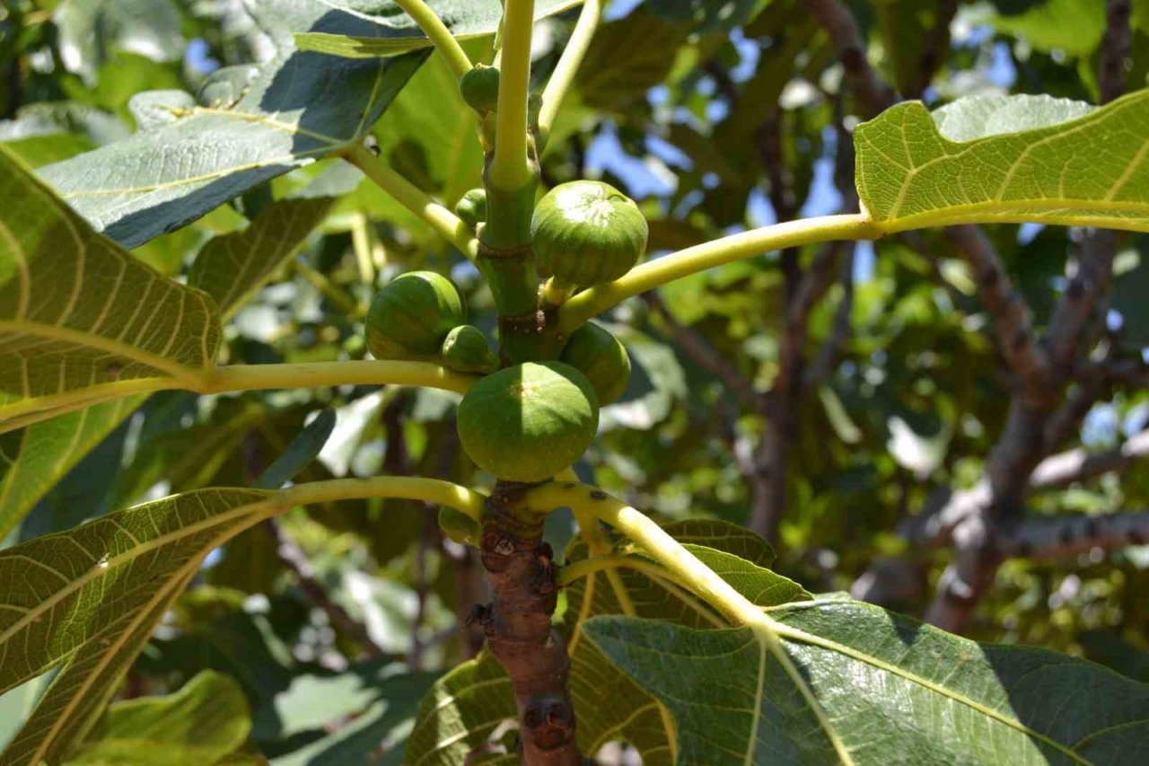 Fethiye’de incir üreticilerine uygulamalı eğitim