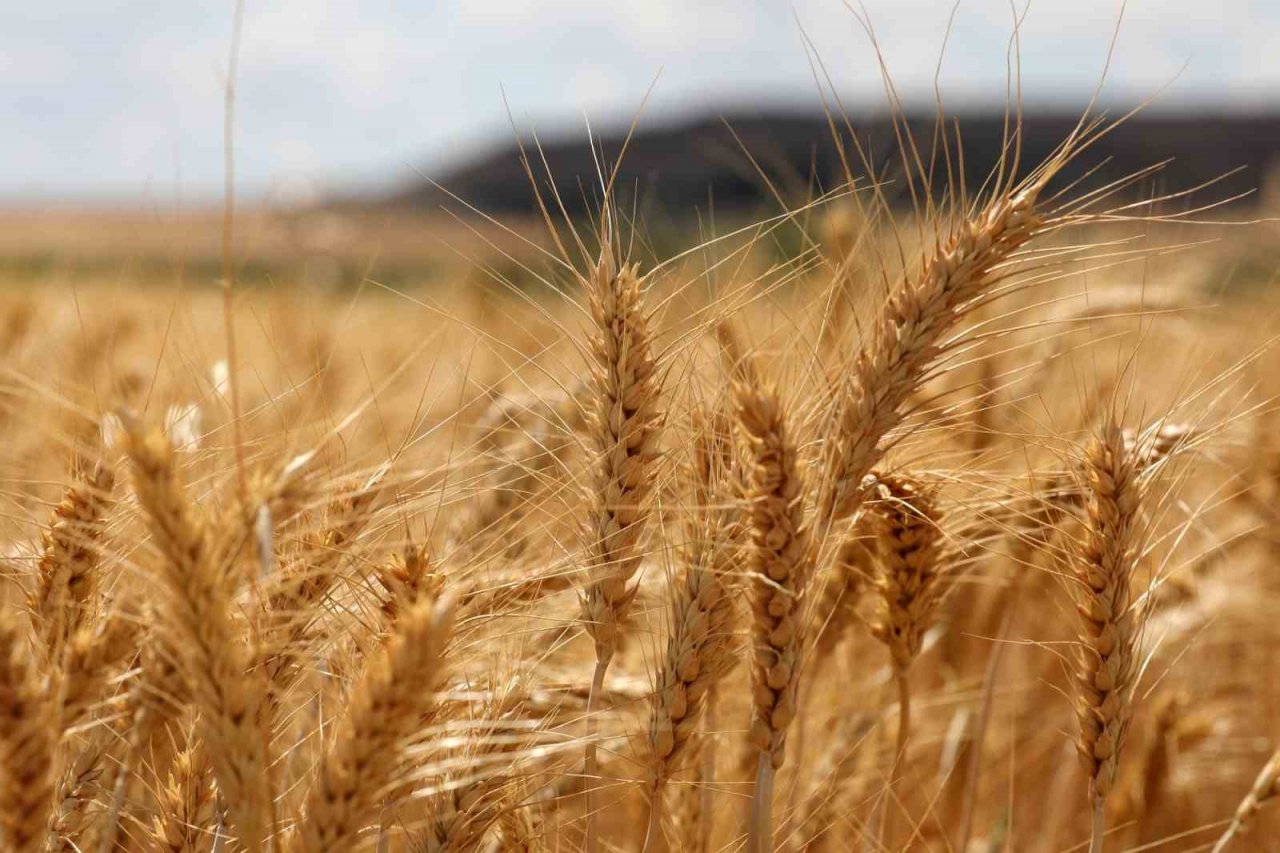 Bölge için en iyi buğday çeşidi araştırılıyor