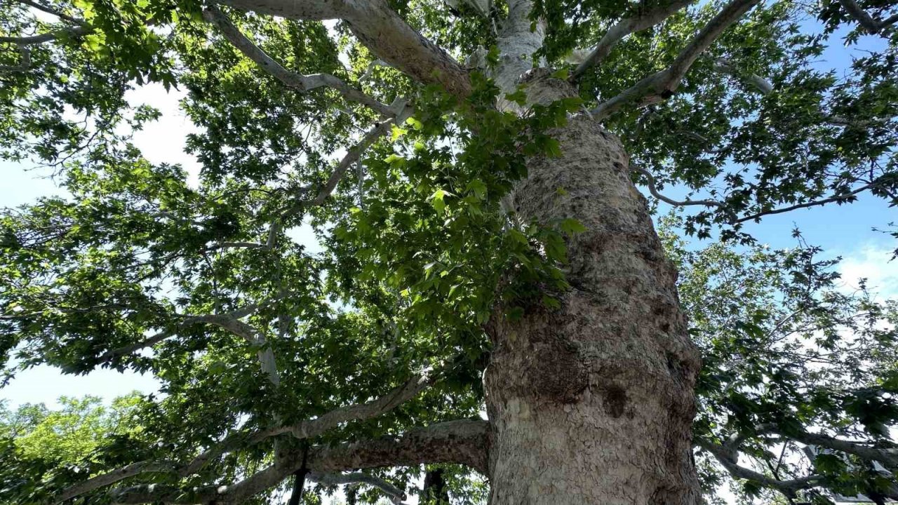 Evliya Çelebi gölgesinde not almıştı, ağırlığını kaldıramayınca güçlendirildi