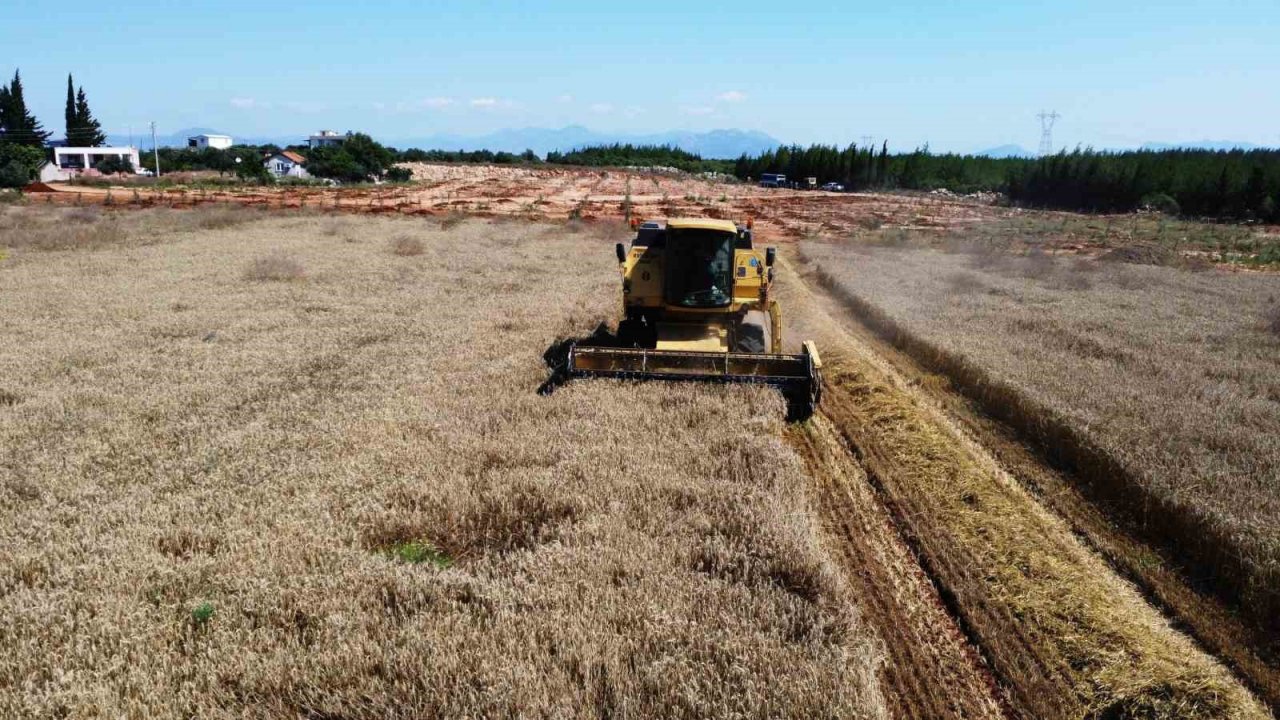 Kepez’in buğday tarlalarında hasat sevinci