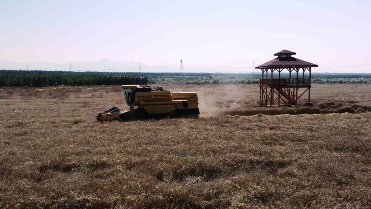 Kepez’in buğday tarlalarında hasat sevinci