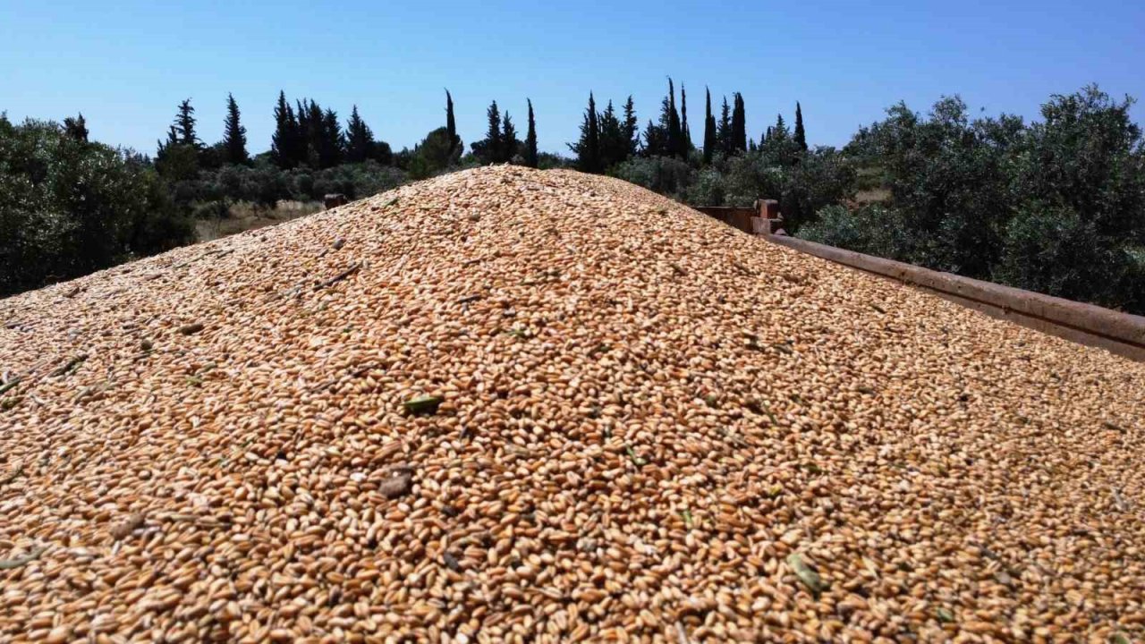 Kepez’in buğday tarlalarında hasat sevinci