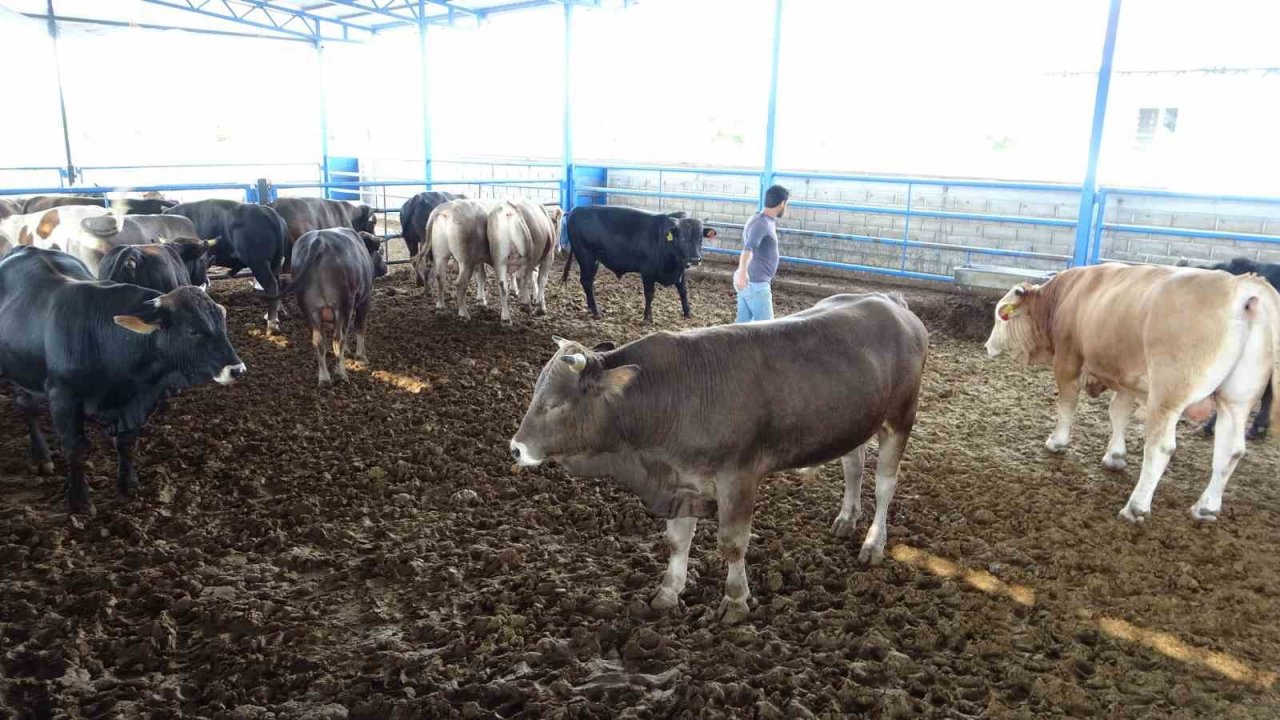 Malatya’nın 1 tonluk ‘Paşası’ rekor fiyata satıldı