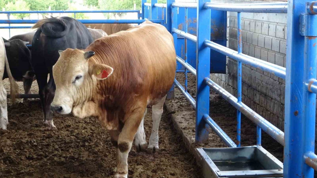 Malatya’nın 1 tonluk ‘Paşası’ rekor fiyata satıldı